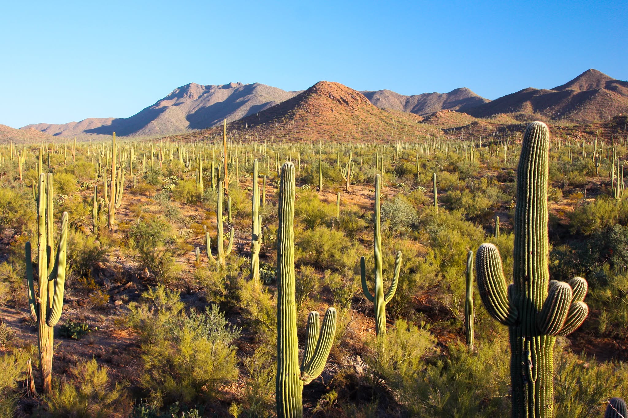 Sonoran Desert, USA/Mexico